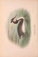 صورة Podiceps cristatus australis Gould 1844