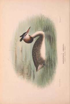 Image of Great Crested Grebe