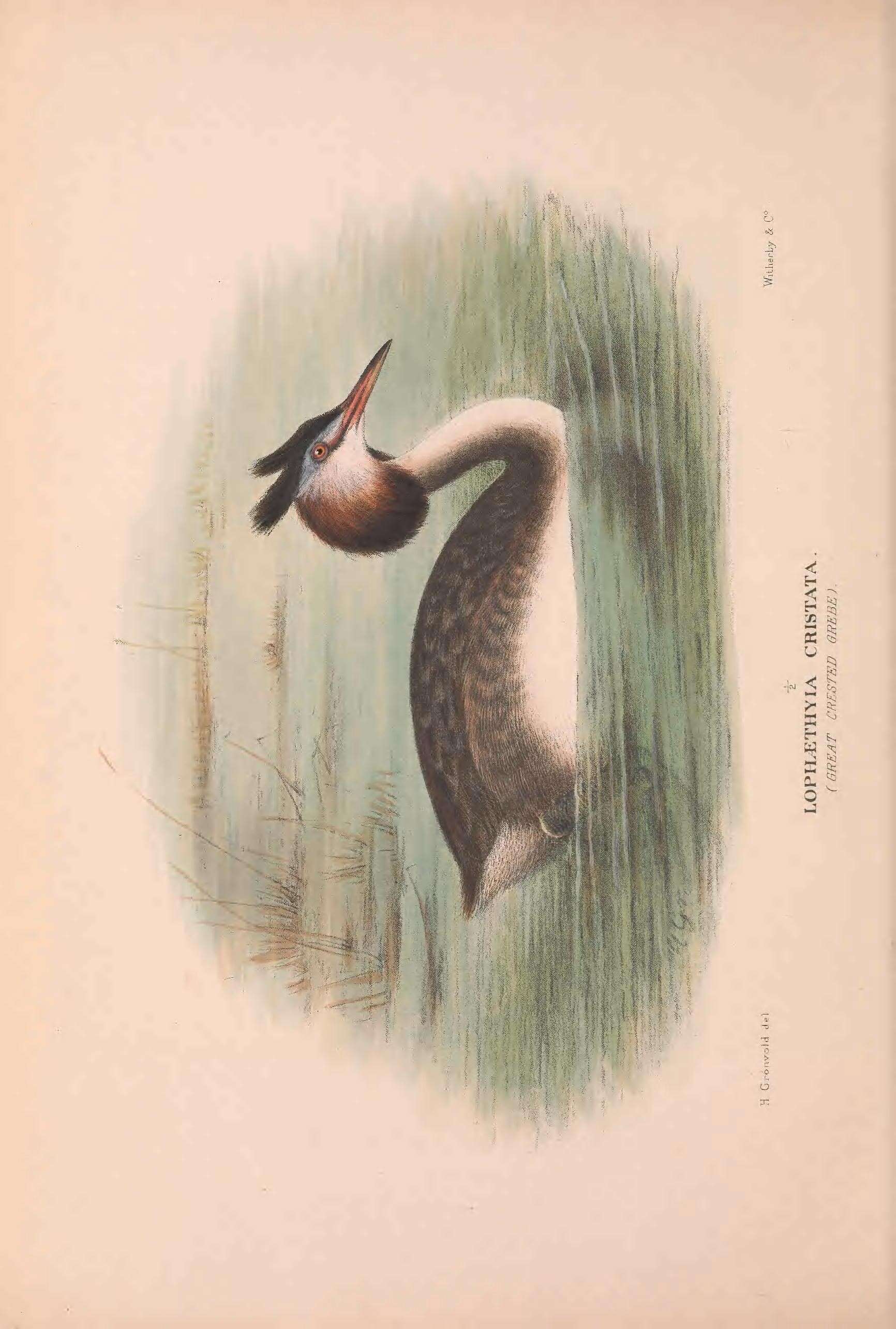 Podiceps cristatus australis Gould 1844 resmi