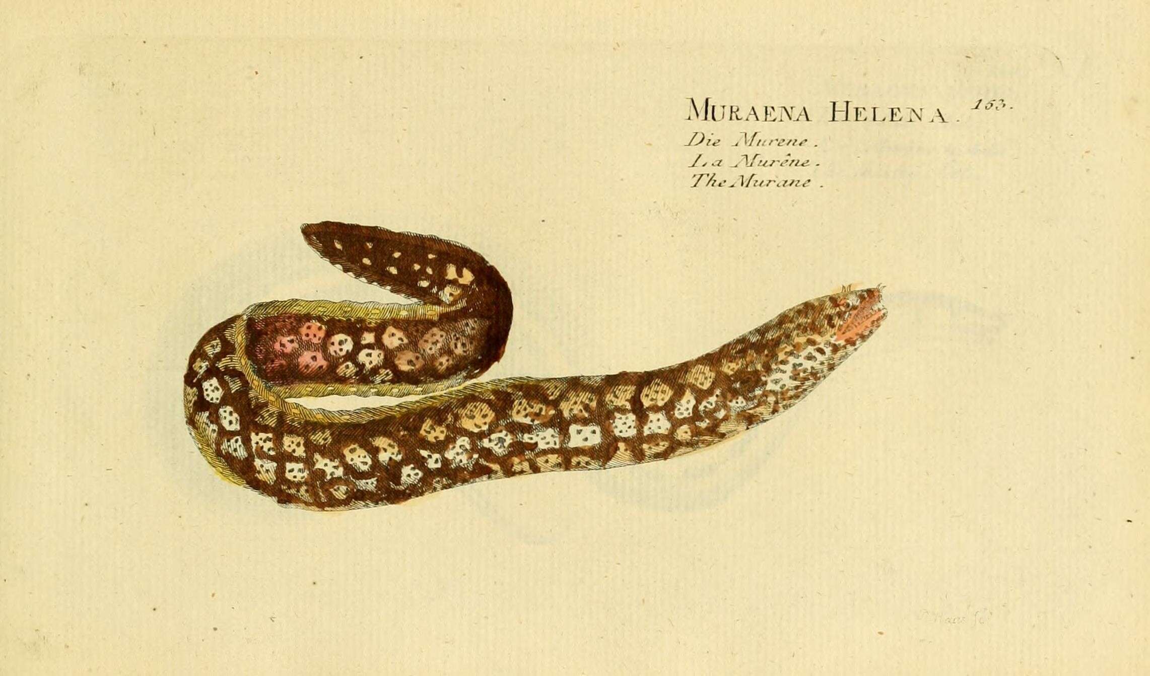 Image of Ophidium eel