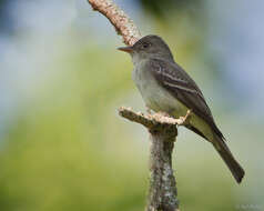 Image of Pewee