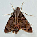 Image of Cuban Sphinx Moth