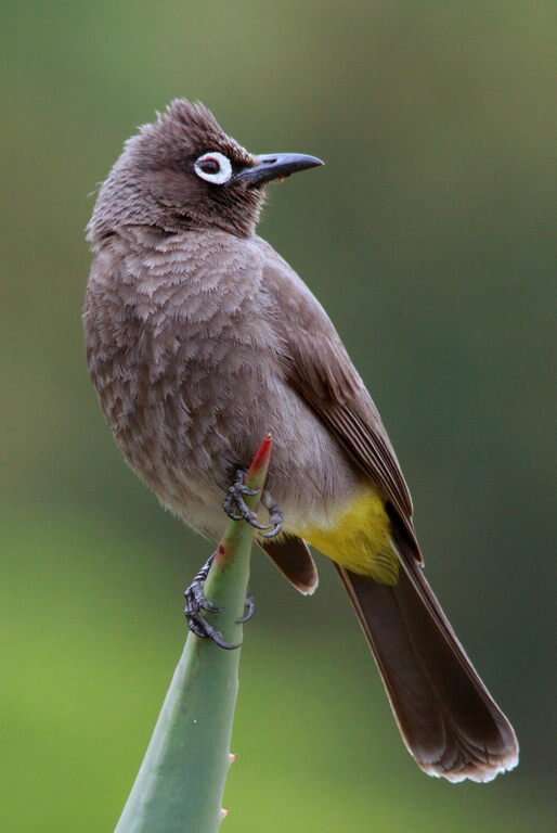 Image of Cape Bulbul