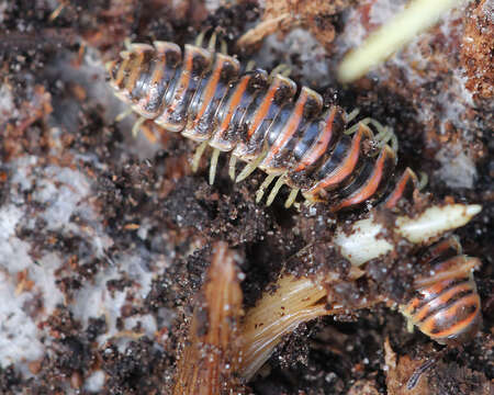 Image of Flat-backed Millipedes