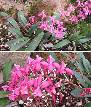 Image of Oncidium vulcanicum (Rchb. fil.) M. W. Chase & N. H. Williams