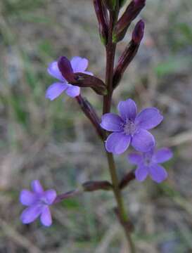 Image of Buchnera ciliata Pennell