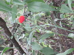 Image of Kleinia abyssinica A. Berger