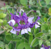 Lathyrus magellanicus Lam. resmi