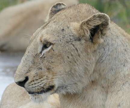 Image of big cats