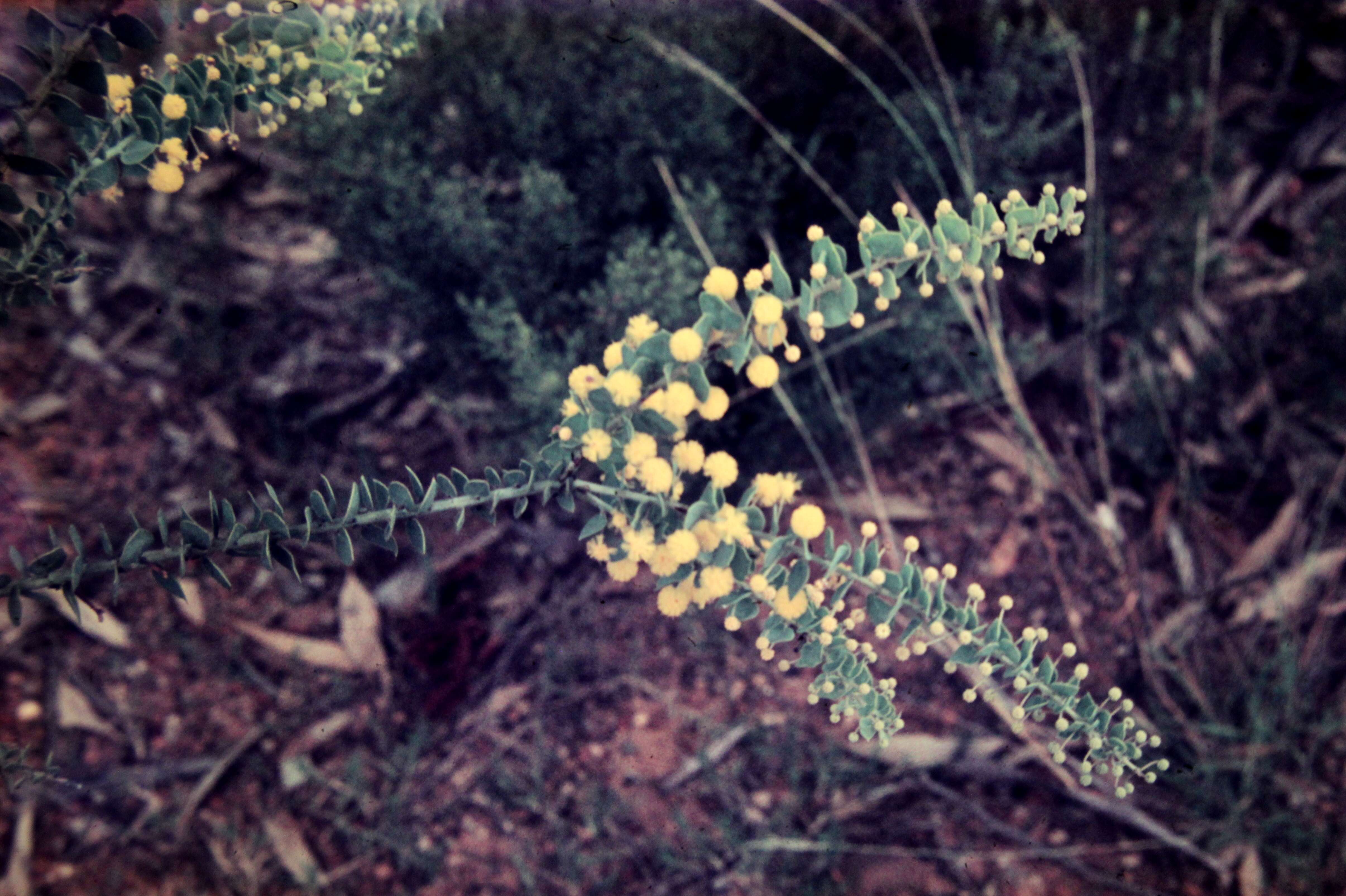 Image of Acacia uncinata Lindl.