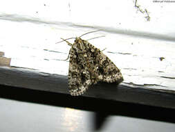 Image of Dagger Moths