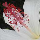Image de Hibiscus waimeae subsp. waimeae