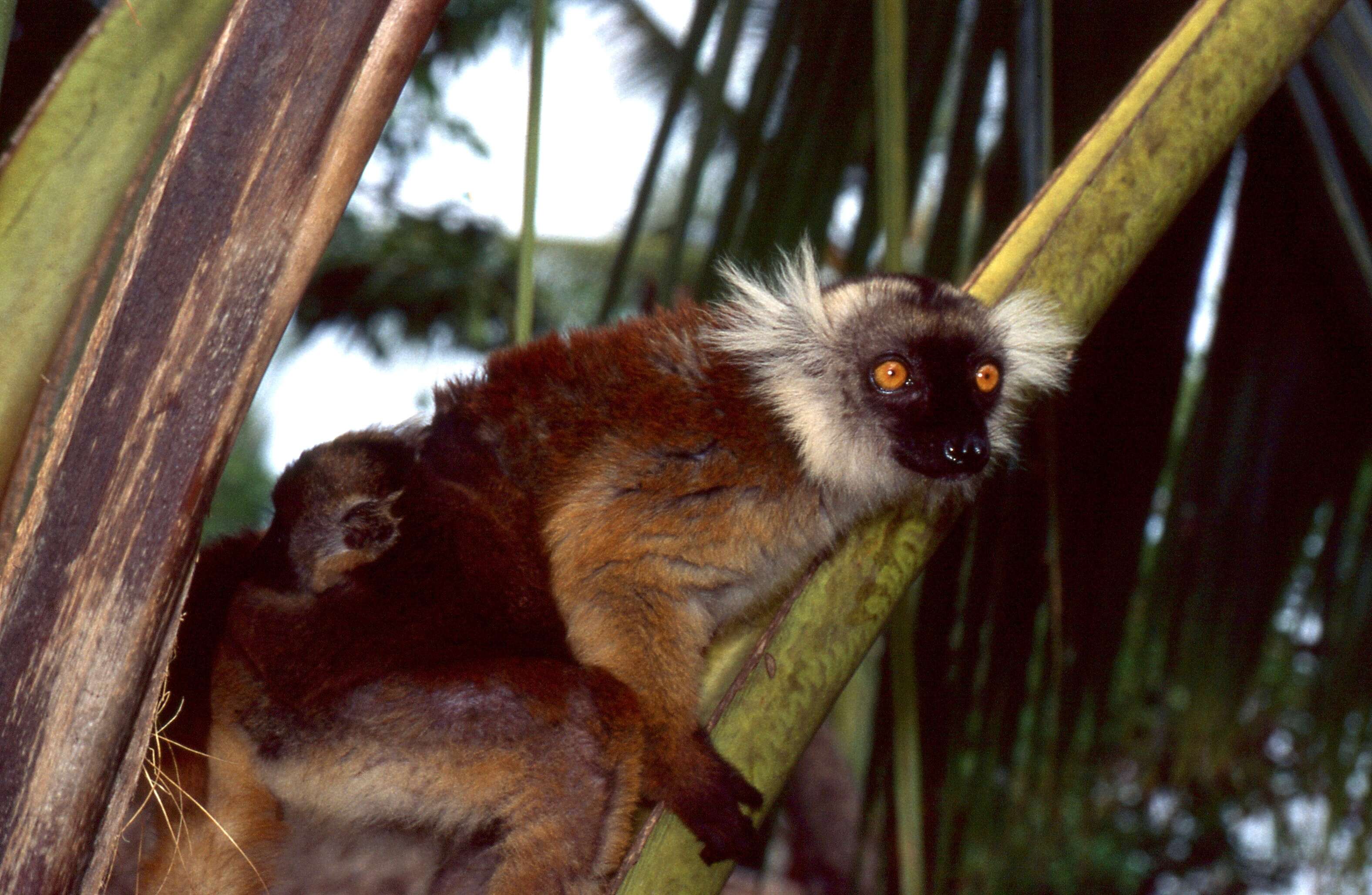 Image de Eulemur Simons & Rumpler 1988