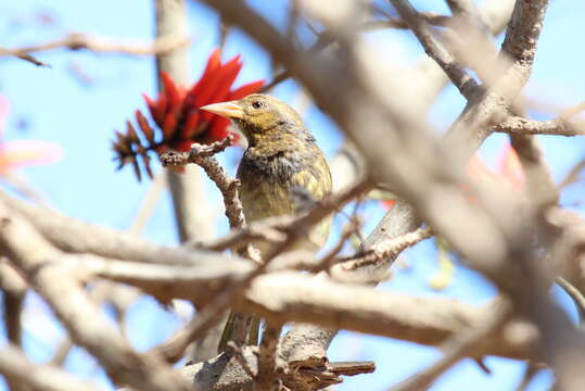 Image of Cape Weaver