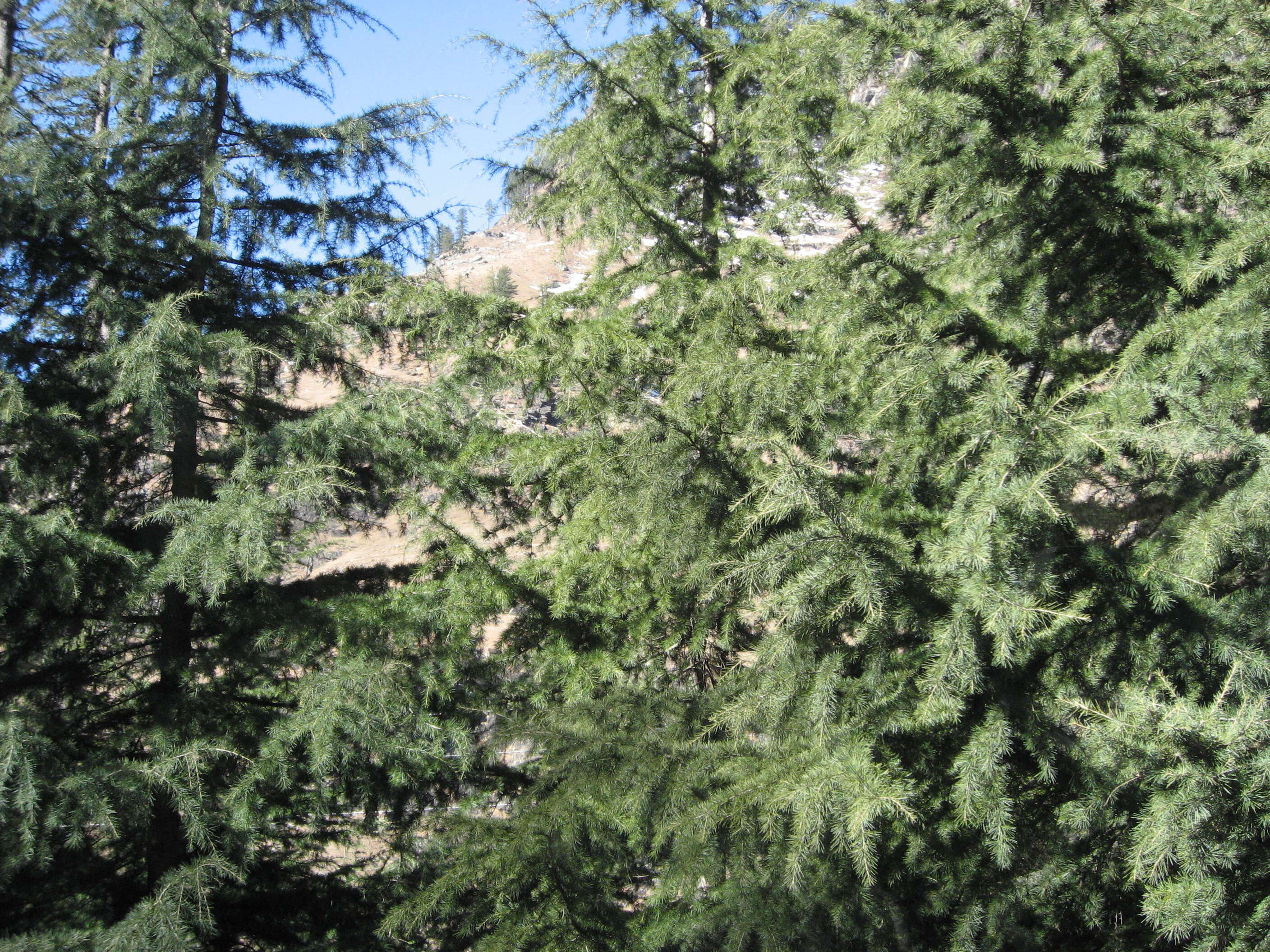 Image of Cedar