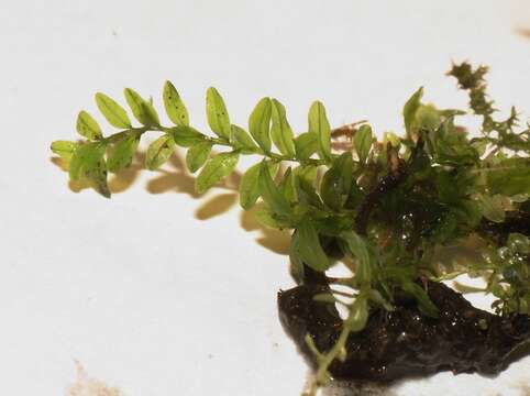 Image of many-fruited thyme-moss