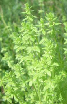 Image of bedstraw