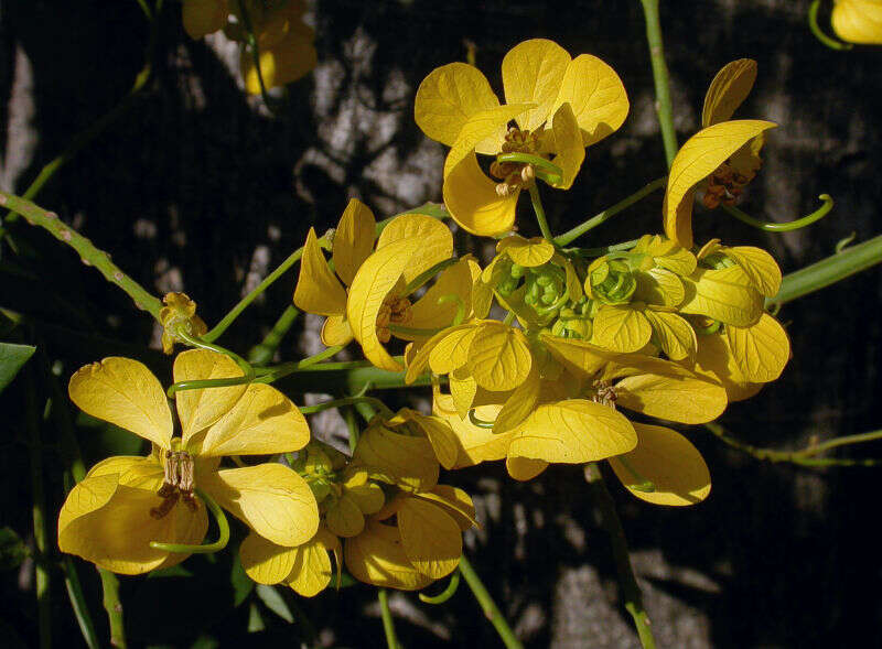 Image of casia amarilla