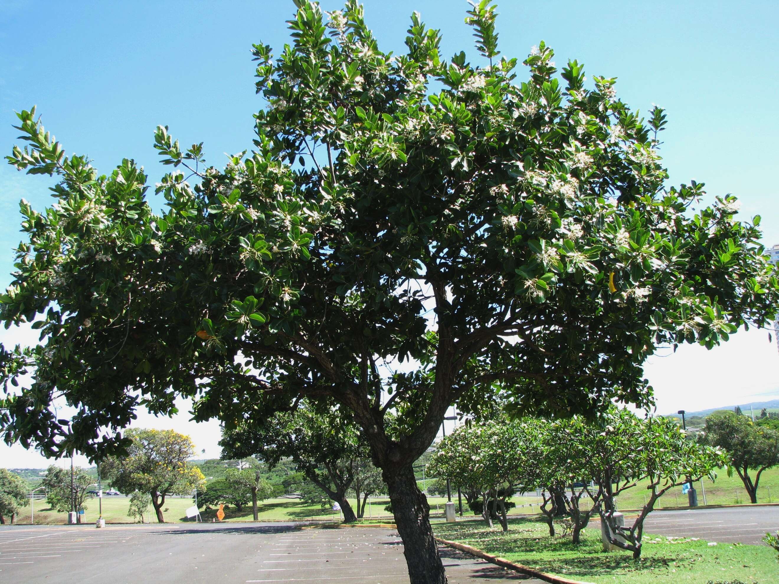 Image of calophyllum