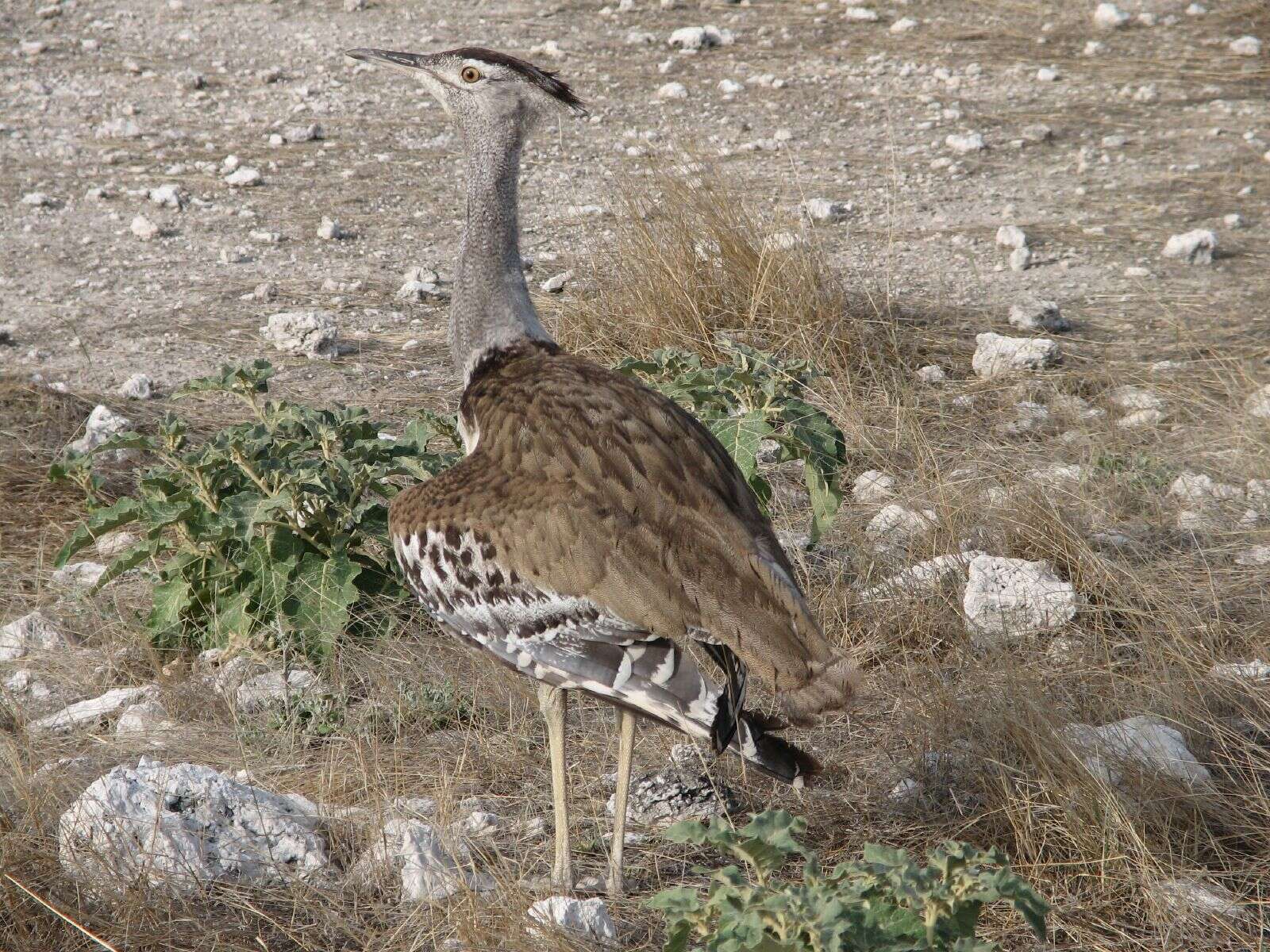 Image of Kori Bustard