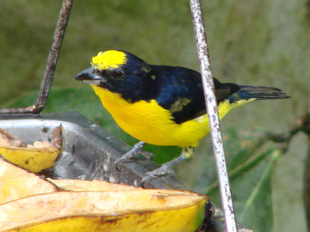 Image of Thick-billed Euphonia