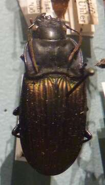 Image of Notched-mouth Ground Beetles