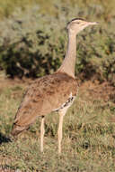 Image of Australian Bustard