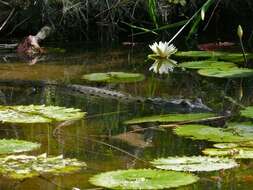 Image of Belize Crocodile