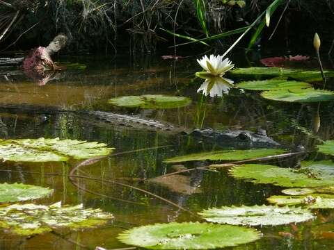 Image of Belize Crocodile