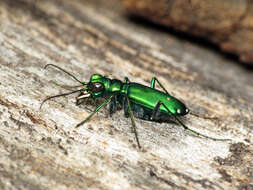 Imagem de Cicindela (Cicindela) sexguttata Fabricius 1775