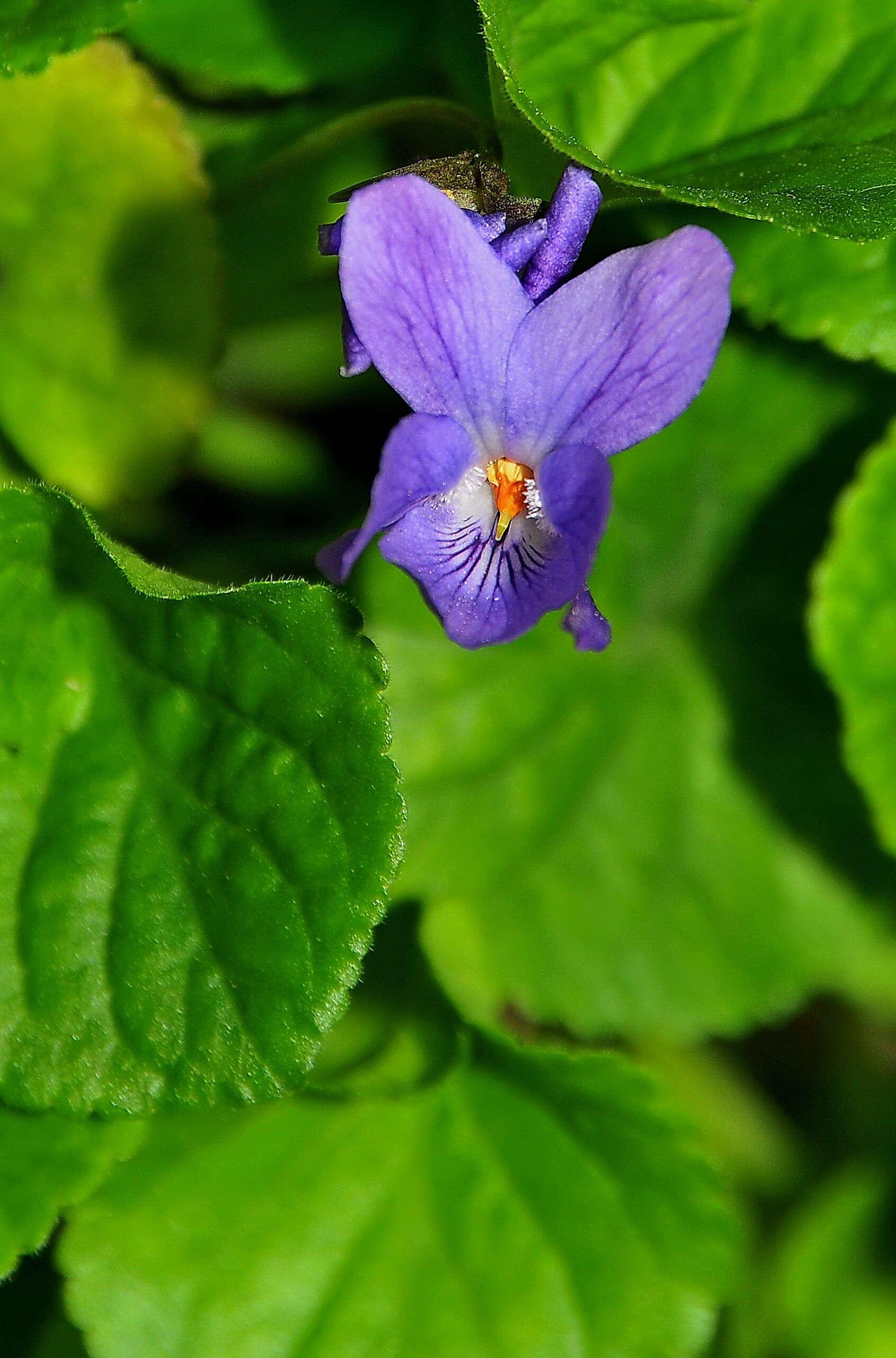 Image of sweet violet