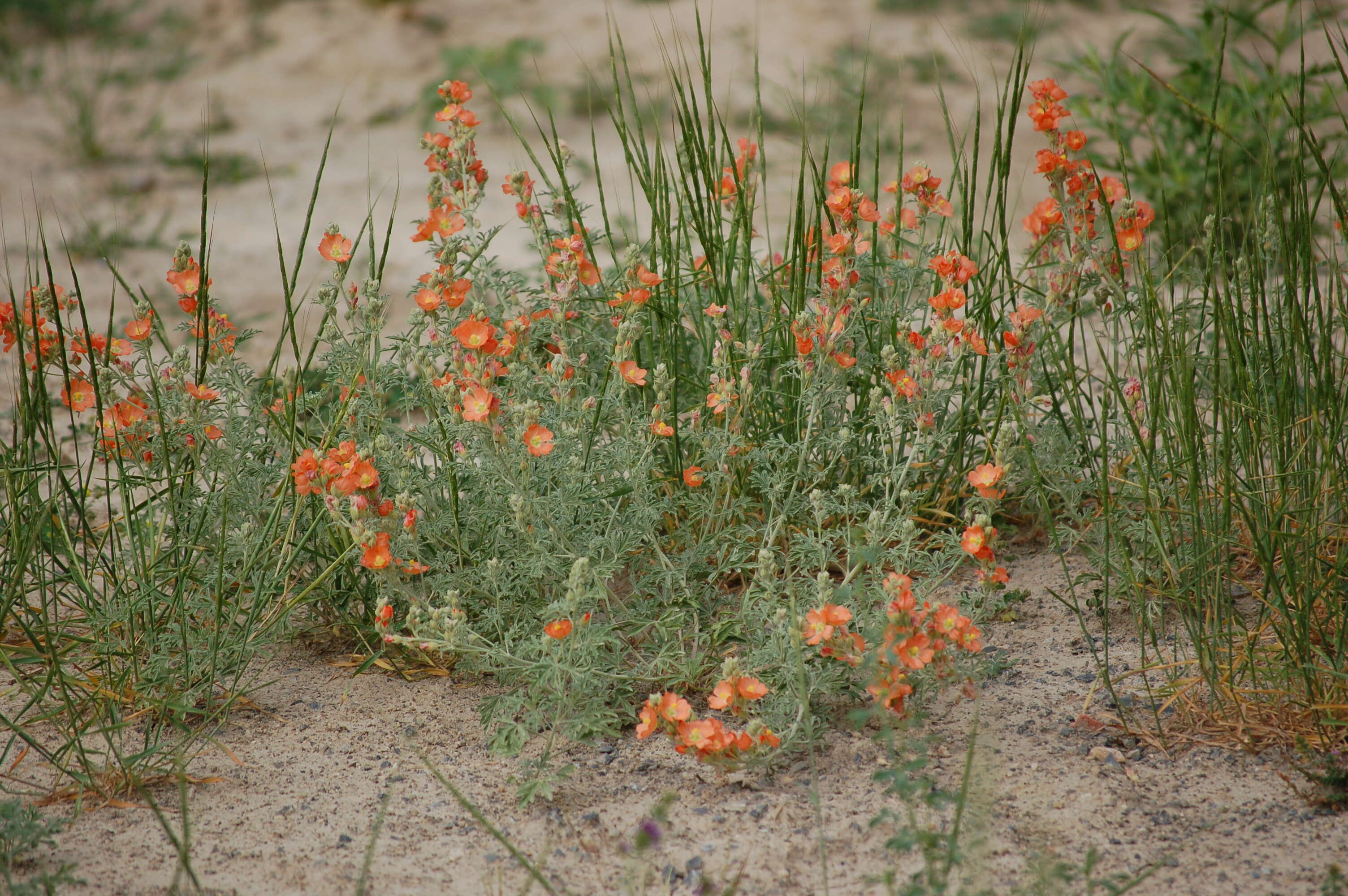 Image of globemallow