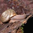 Image of Monadenia mormonum