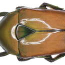 Image of Torynorrhina opalina (Hope 1831)