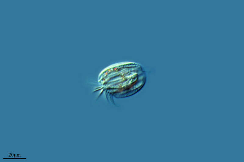 Image de Ciliophora