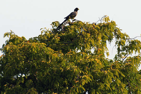 Image of Eastern Plantain-eater