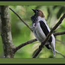 Image of Bearded Bellbird