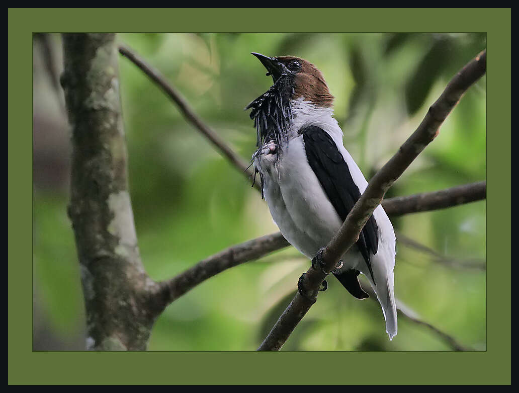 Image of Bellbirds