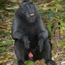 Image of Celebes crested macaque