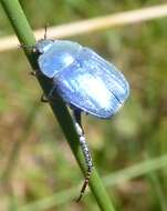 Image of Monkey Beetles