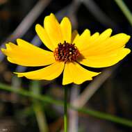 Coreopsis leavenworthii Torr. & A. Gray的圖片