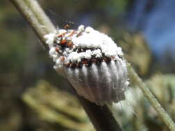 Image of giant scale insects
