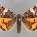 Image of orange underwing