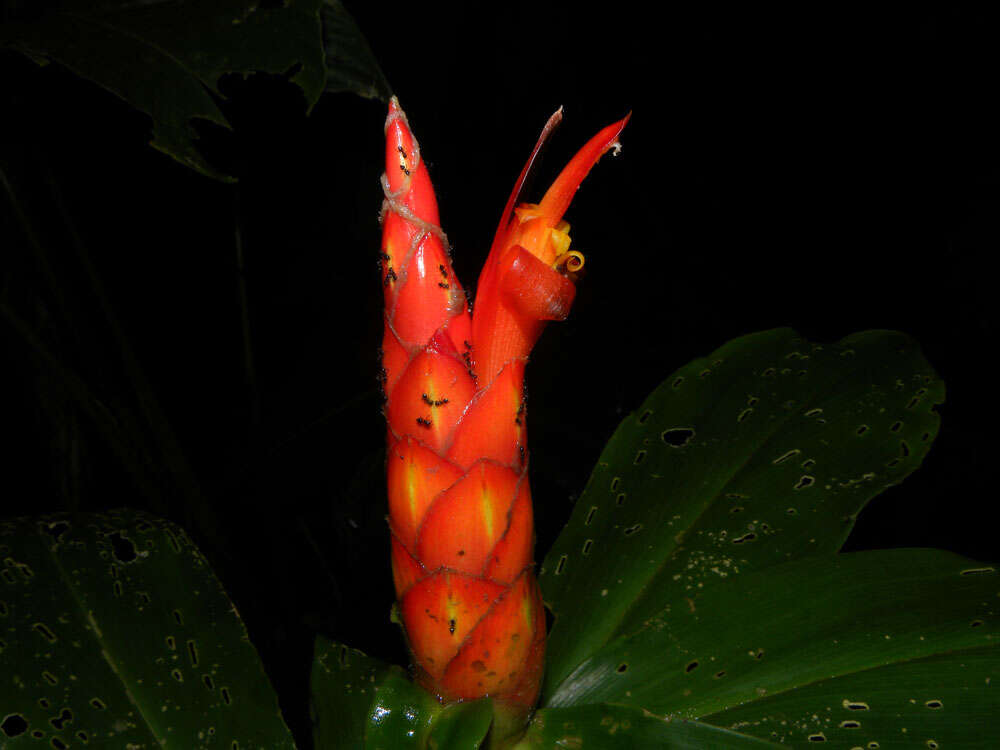 Image of spiral ginger