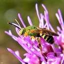 Image of Agapostemon splendens (Lepeletier 1841)