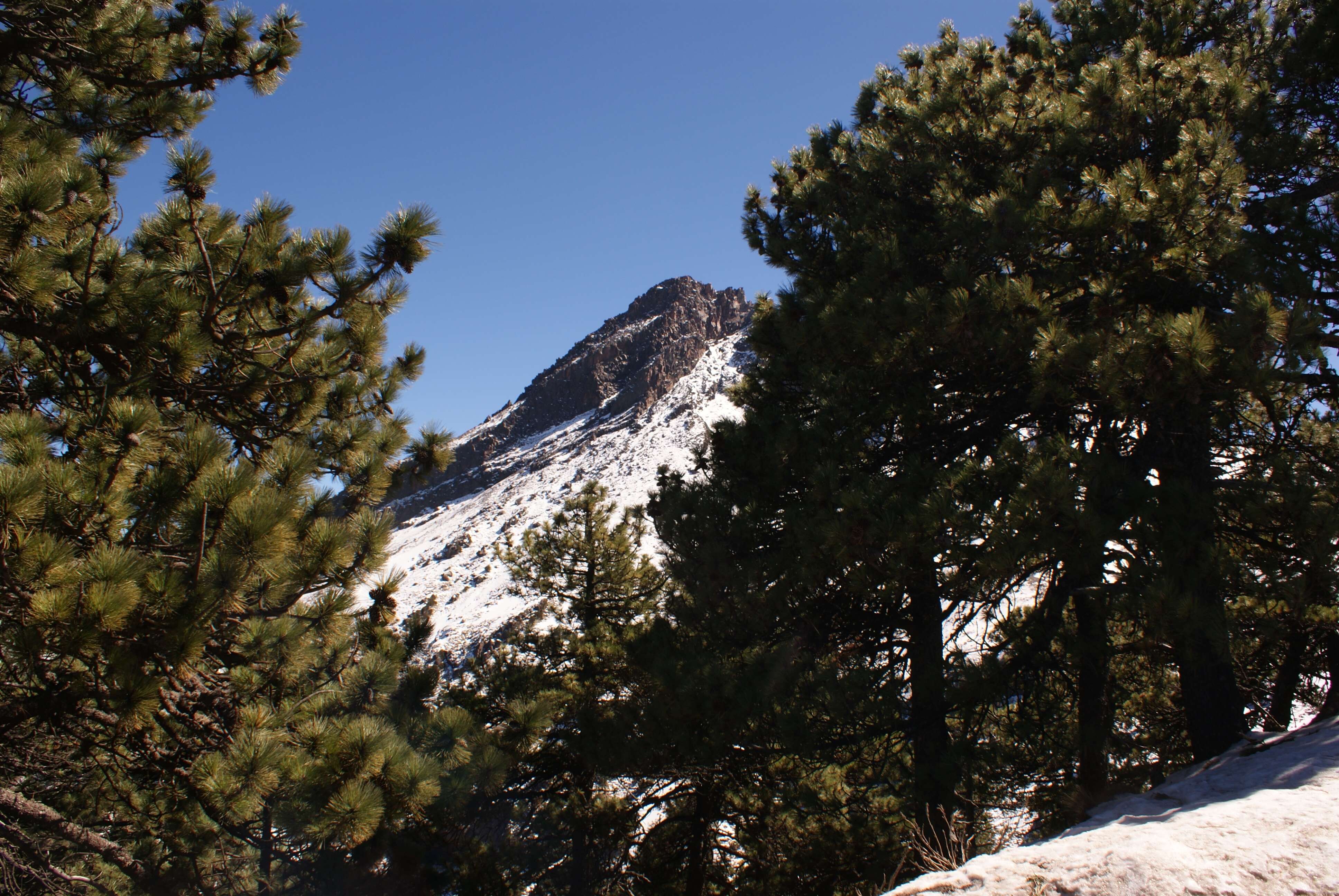 Image of Hartweg's Pine