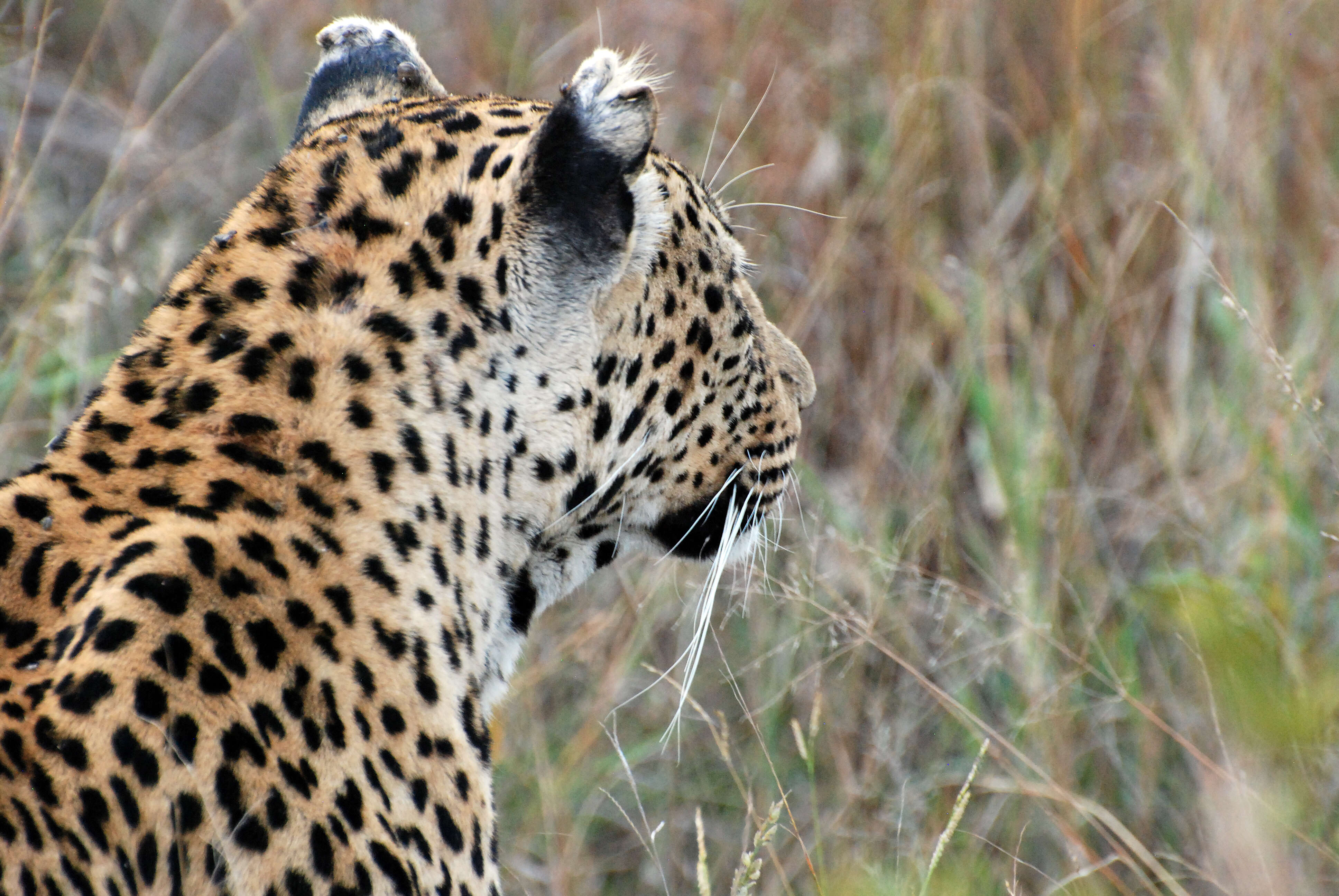 Image of Leopard