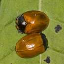 Image of Tortoise beetle