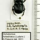 صورة Dichotomius (Luederwaldtinia) fortestriatus (Luederwaldt 1923)