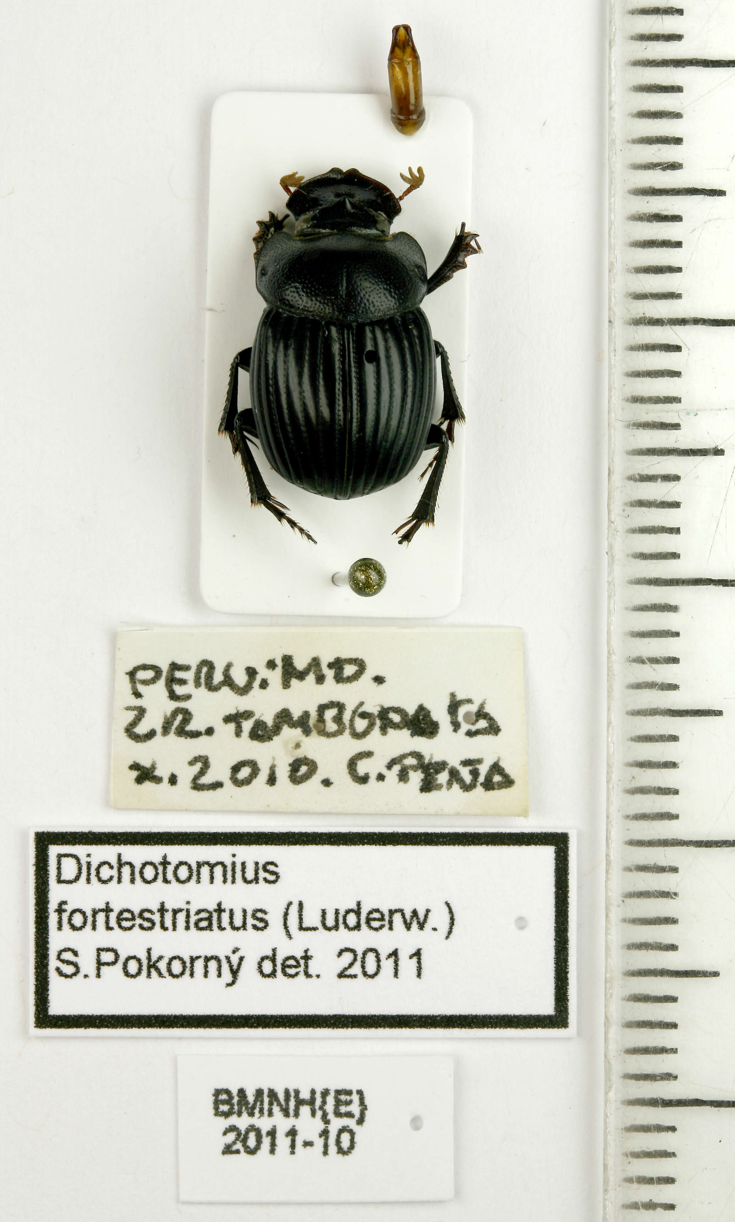 Image of Dichotomius